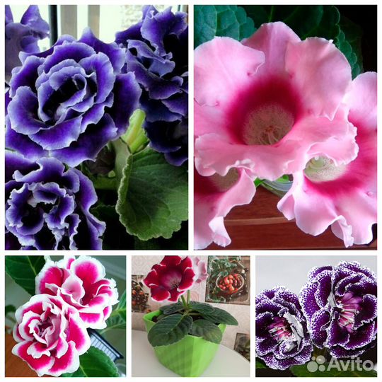 Набор деток глоксиний из 5 шт