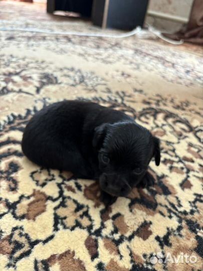 Щенки тойтерьера