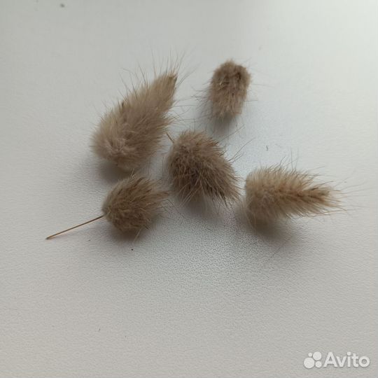 Семена лагуруса