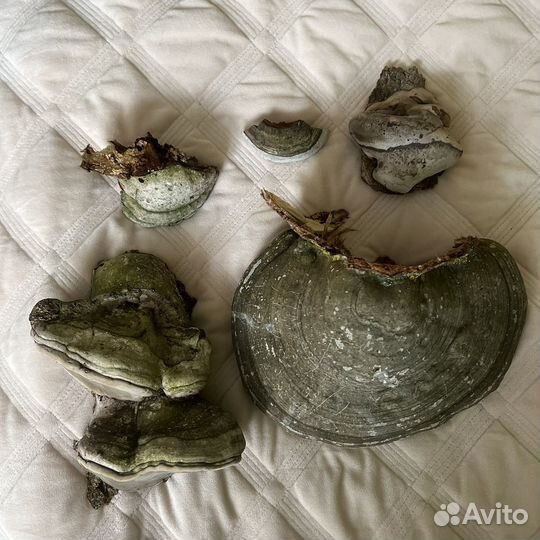 Гриб трутовик