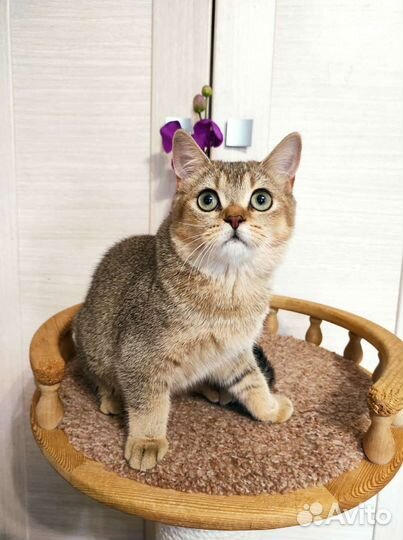 Шотландская прямоухая девочка 6 мес