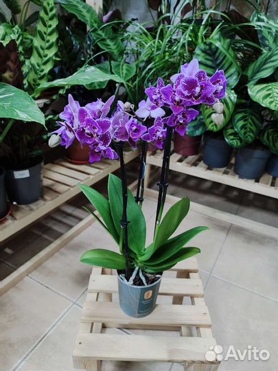 Орхидея Hornglin Vicky с мутацией