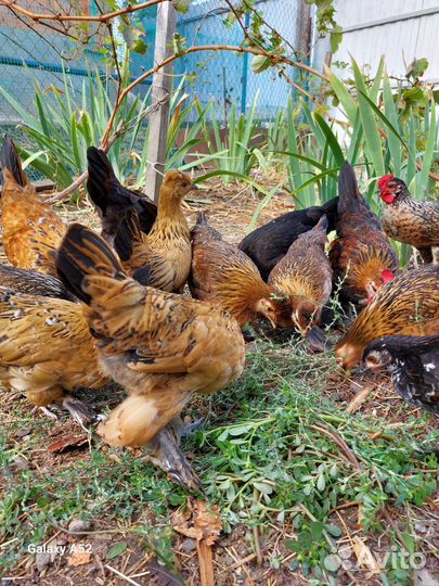 Декоративные курочки и петушки