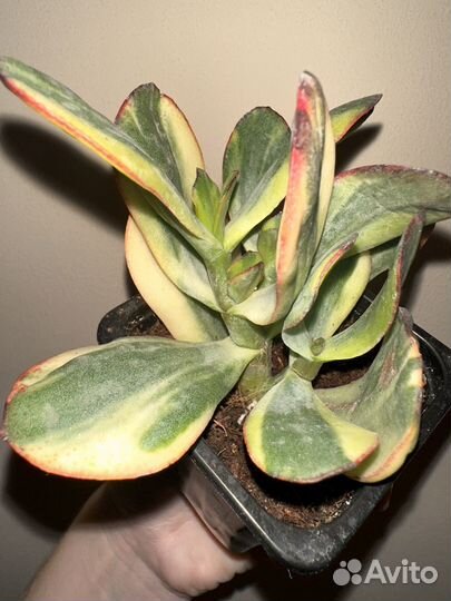 Редкие крассулы крассула Blue Bird var