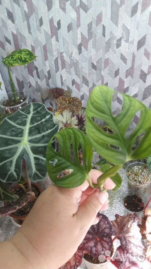 Комнатные растения