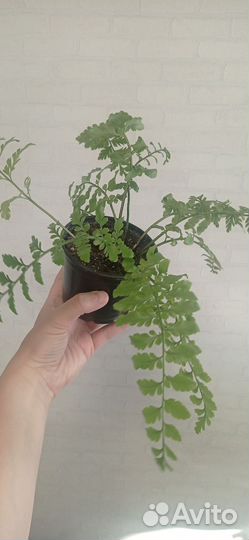 Асплениум Парвати в горшке 0.3 л