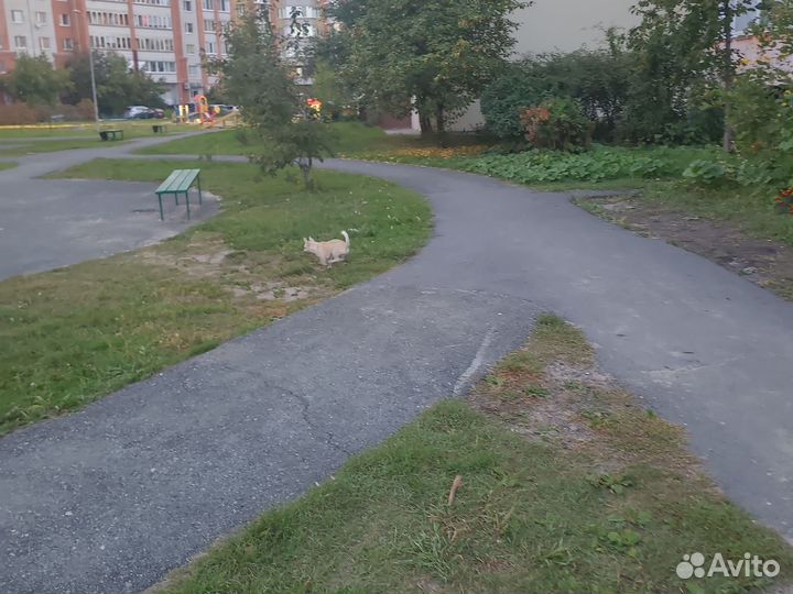 Чихуахуа мини мальчик