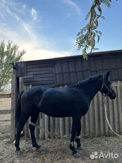 Карачаевский жеребец мощный