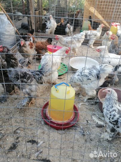 Петухи брама