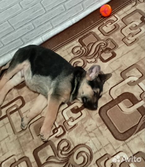 Щенки немецкой овчарки