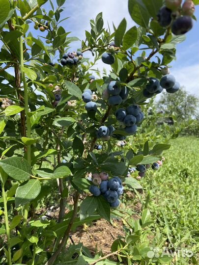 Голубика высокорослая садовая