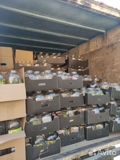 Банки 3 литра под мёд и консервацию