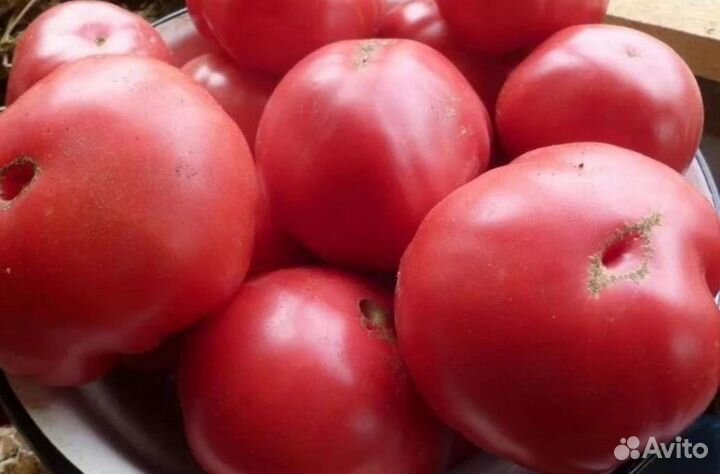 Помидор, рассада, саженцы