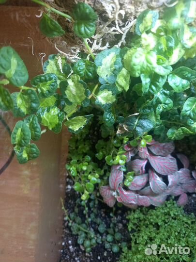 Растения для флорариума, террариума, палюдариума