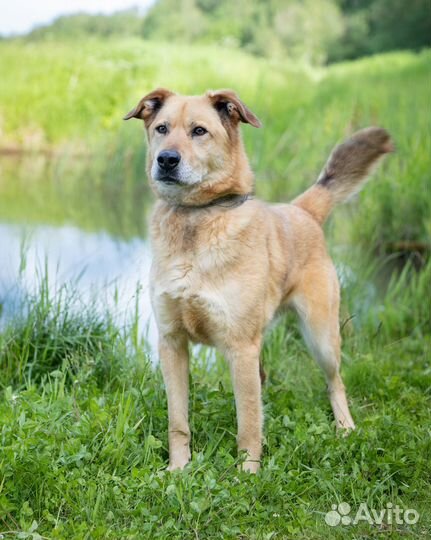 Классный пёс-компаньон. Смотри видео