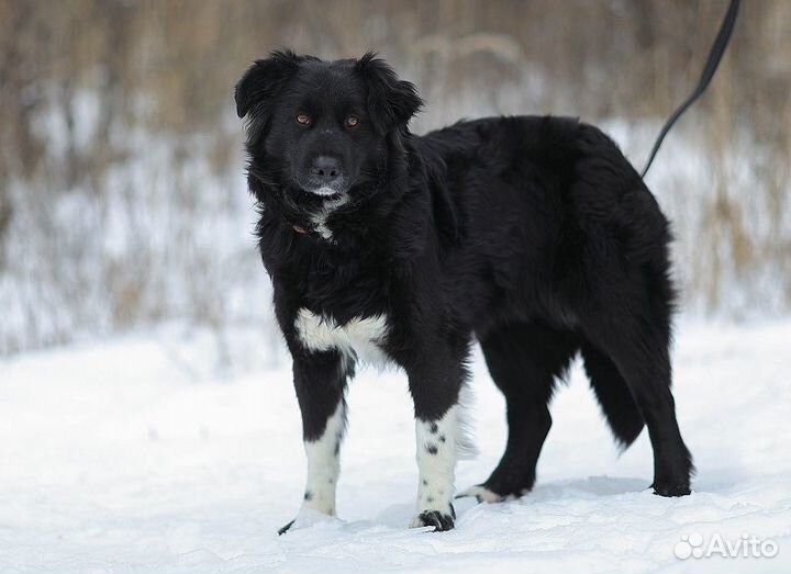 Злата, метис бордер-колли