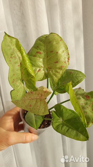 Сингониум Милк конфетти