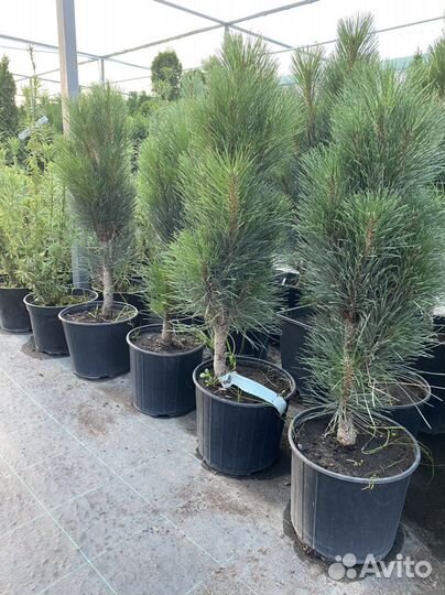 Сосна грин тауэр