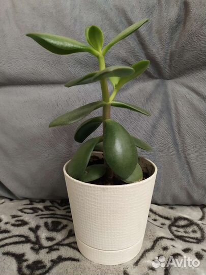 Толстянка,алоэ вера,древ.алоэ,фикус, дендробиум