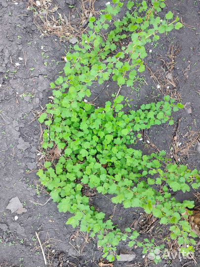 Саженцы черной смородины, крыжовника