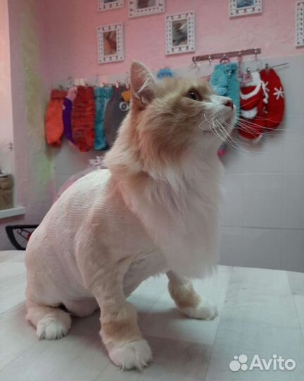 Подстригу вашего котика