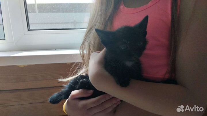 Кошка в дар бесплатно