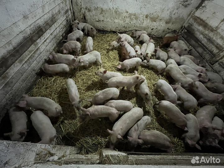Поросята ландрас, крупно белая, дюрок