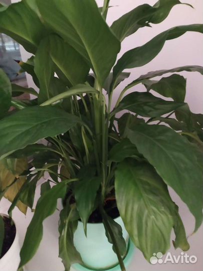 Спатифиллум