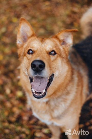 Модус-невероятно добрый пёс