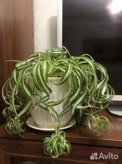 Хлорофитум