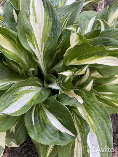 Хоста-деленки