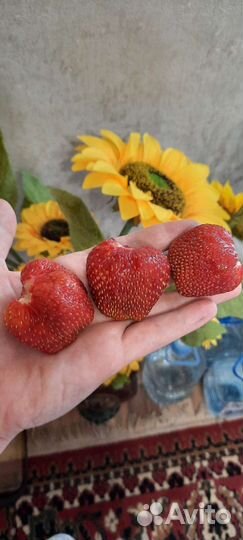 Рассада клубники