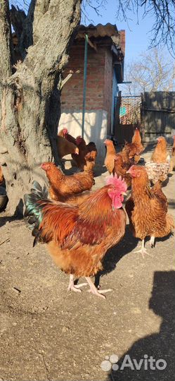 Петух на племя Фокси Чик