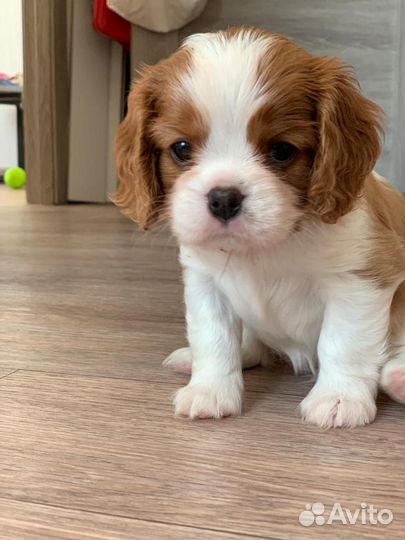 Кавалер кинг чарльз спаниель