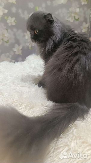 Персидская