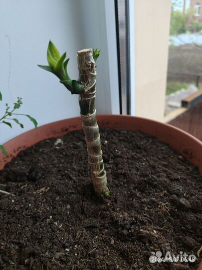 Драцена фрагранс