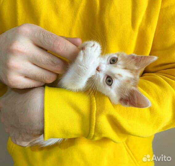 Котятки в добрые руки