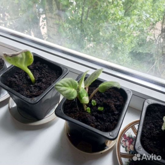 Отдам бесплатно