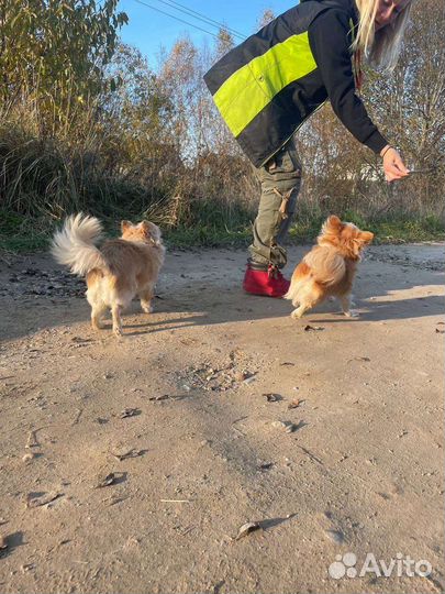 Дрессировка и воспитание собак