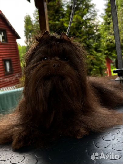 Шоколадный йорк вязка