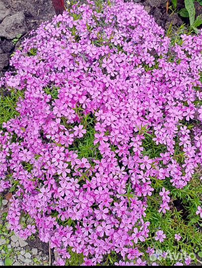 Флокс шиловидный