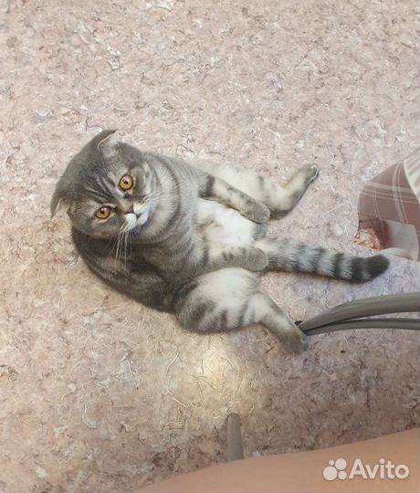 Шотландский вислоухий кот