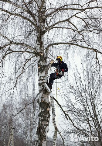 Удаление, спил и валка деревьев в Воскресенске