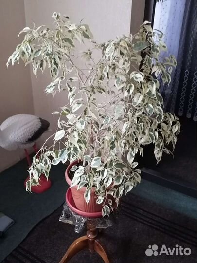 Фикус бенджамина