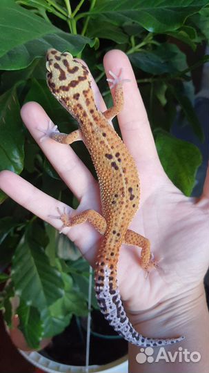 Эублефары cross gpro самки