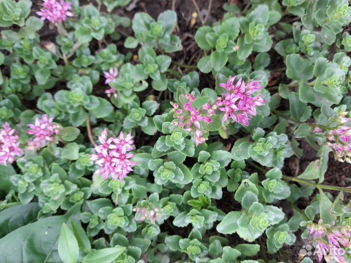 Очиток почвопокровный-100, седум-100