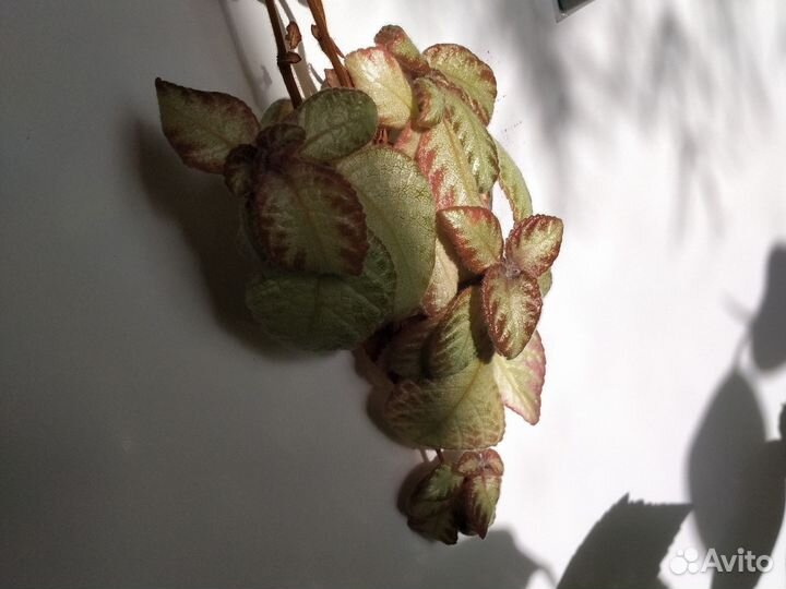 Комнатные растения 9 видов