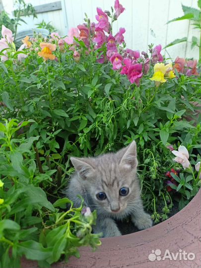 Котята отдам бесплатно