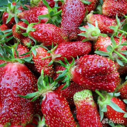 Рассада клубники земклуники 