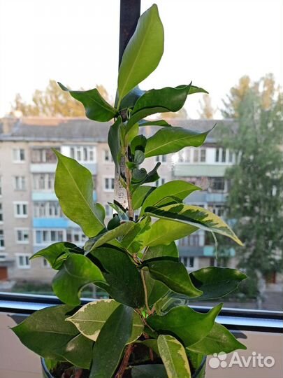 Фикус бенджамина плетение пестролистный